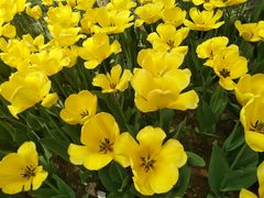 -洛阳郁金香牡丹园