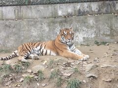 -栾川竹海野生动物园