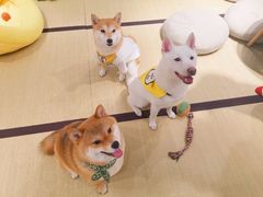 -逗柴咖啡屋·狗咖猫咖宠物桌游
