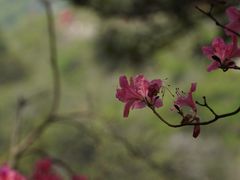 -木兰云雾山