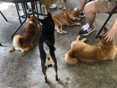 -柴犬高等学院·狗咖·柴犬售卖·宠物训练