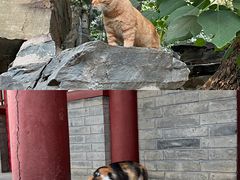 -白云观