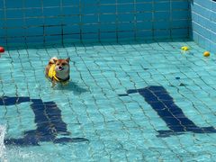 -趣玩宠物乐园寄养训犬训狗游泳池