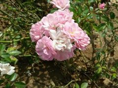 android_upload_pic-瑶湖郊野森林公园