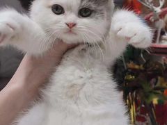 -澳门环岛游湾仔码头