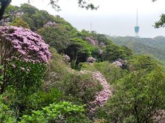 -梧桐山风景名胜区