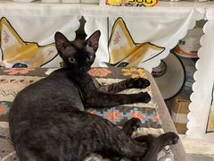-楼上猫咖(罗湖店)