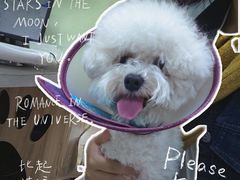 -瑞鹏宠物医院犬猫全科(真大分院)