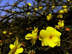 -铁山坪森林公园