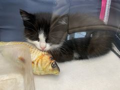 -宠爱国际动物医院· 猫科· 外科·中兽医(长白店)