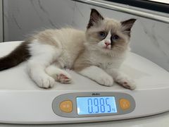 -伟伟宠物医院·CT影像中心·瑞派犬猫综合性门诊(汉口总院)