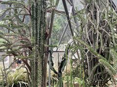 -深圳仙湖植物园