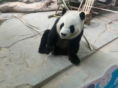 -灵玲国际马戏城