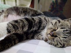 -pd派德宠物中心医院24H急重症·眼科中心·血液透析中心(嵩山北路店)