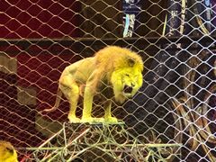 -珠海横琴长隆《卡卡虎奇遇记》