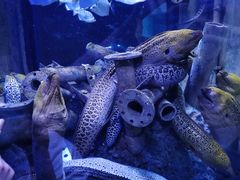 -成都浩海立方海洋公园