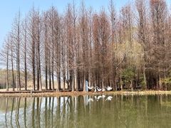 -溱湖国家湿地公园