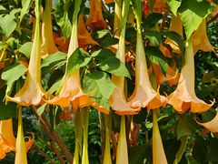 -国家植物园南园