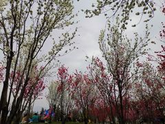 -洨河生态公园