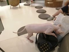 -飞行喵MR PILOT|猫舍·猫咖(静安大融城店)