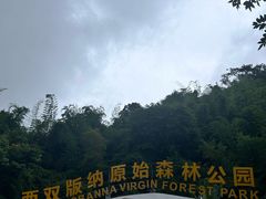 -西双版纳原始森林公园
