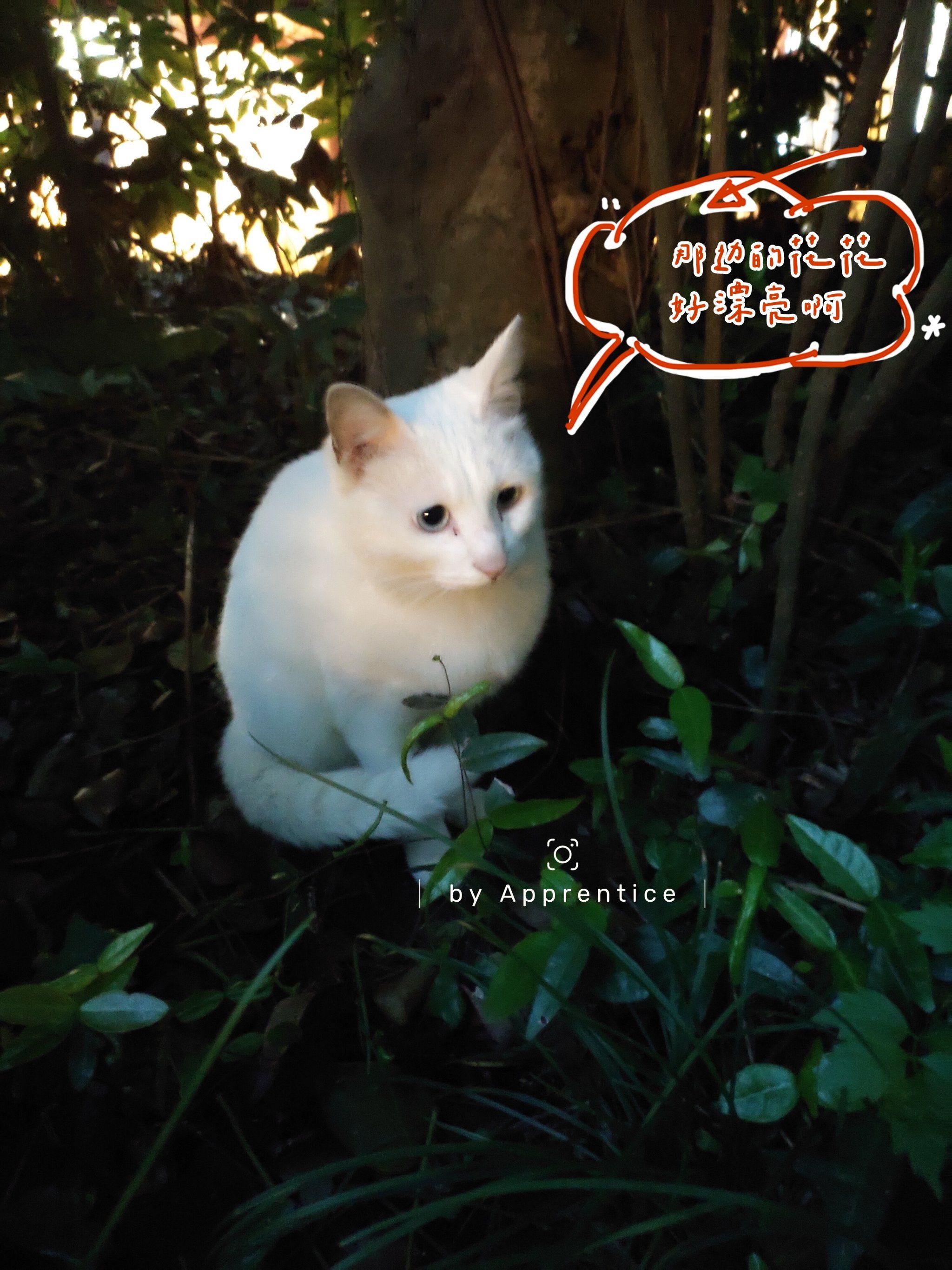 执着赏花的蓝眼小白猫