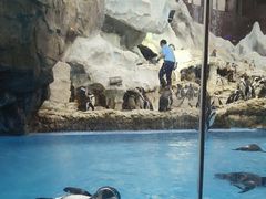 -帝企鹅自助餐厅•儿童岛•真企鹅(长隆企鹅酒店)