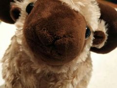 -九府羊·鲜羊火锅·烤串(新华路店)