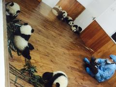 -成都大熊猫繁育研究基地