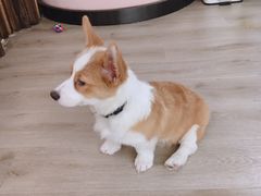 -浣熊柯尔鸭土拨鼠·电玩咖