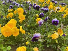 -杭州半山国家森林公园