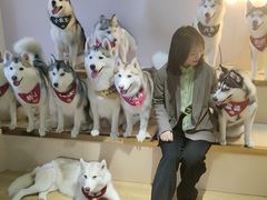 -Husky Go! 哈士奇体验馆·宠物咖啡厅狗咖