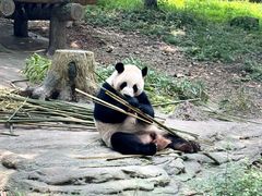 -都江堰中华大熊猫苑