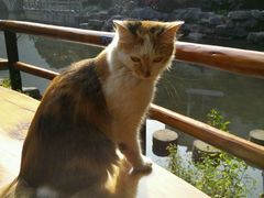 android_upload_pic-山色柴火烤披萨·原切牛扒