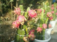 -茅庐·川粤精品私房菜(金沙遗址店)