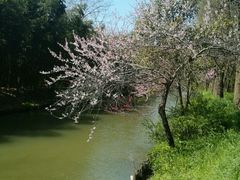 -同里国家湿地公园