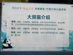 -都江堰中华大熊猫苑