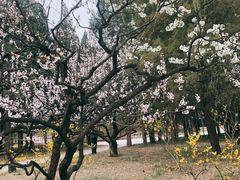 -元大都城垣遗址公园