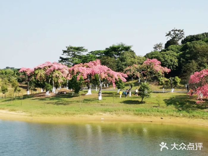松山湖南湖湾露营营地图片