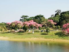 -松山湖南湖湾露营营地