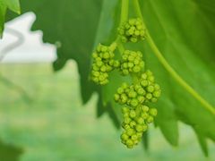 -北京张裕爱斐堡酒庄