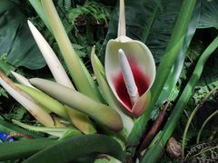 -国家植物园南园