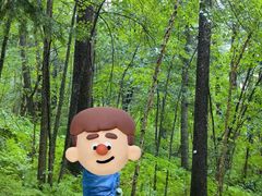 -五营红松林海景区