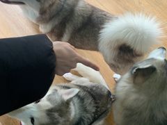 -Husky Go! 哈士奇体验馆·宠物咖啡厅狗咖