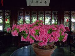 -上海醉白池公园