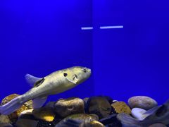 -上海海洋水族馆