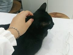 -喵园·猫主题咖啡厅·撸猫·猫咖(国贸店)