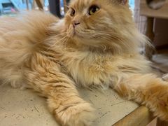 -猫咪派对(江南西店)