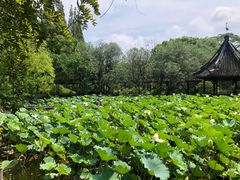 -上海醉白池公园