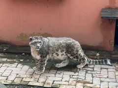 -青藏高原野生动物园